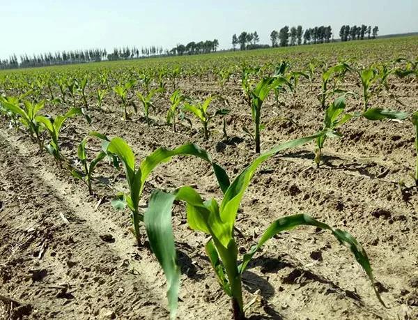 1583221638.jpg 微信图片_20200303154635.jpg