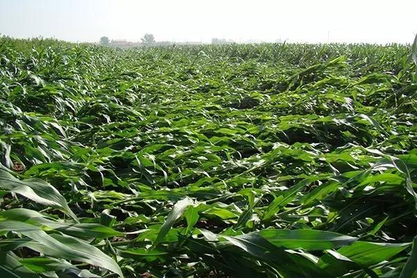 1595582377.jpg 微信图片_20200724171901.jpg