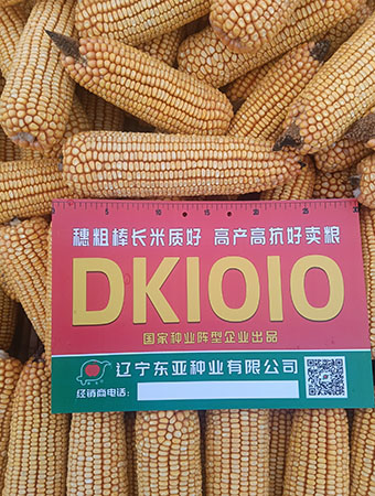 DK1010