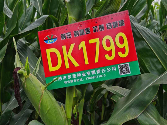 DK1799